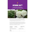 First Editions 2 Gal. Openin Day Viburnum Shrub