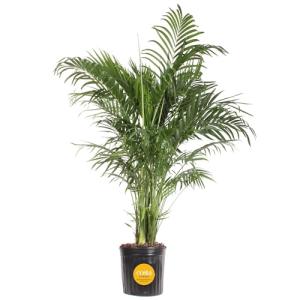 Costa Farms Cat Palm - Indoor Potted Floor Plant