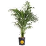 Costa Farms Cat Palm - Indoor Potted Floor Plant