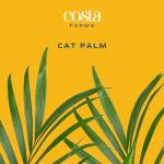 Costa Farms Cat Palm - Indoor Potted Floor Plant