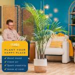 Costa Farms Cat Palm - Indoor Potted Floor Plant