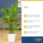 Costa Farms Cat Palm - Indoor Potted Floor Plant