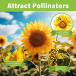 1,000+ Heirloom Non-GMO Sunflower Seeds for Planting