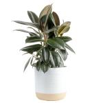 Burgundy Rubber Plant - Indoor Ficus Elastica