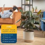 Burgundy Rubber Plant - Indoor Ficus Elastica