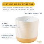 Burgundy Rubber Plant - Indoor Ficus Elastica