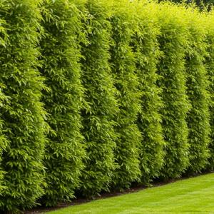 Hybrid Willow Tree Plants for Growing | Fast Privacy Hedge Row, Wind Block, Shade | Fast Growing - 12 Feet Per Year, Fast Growing Trees (10 Trees)