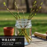 Hybrid Willow Tree Plants for Growing | Fast Privacy Hedge Row, Wind Block, Shade | Fast Growing - 12 Feet Per Year, Fast Growing Trees (10 Trees)