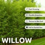 Hybrid Willow Tree Plants for Growing | Fast Privacy Hedge Row, Wind Block, Shade | Fast Growing - 12 Feet Per Year, Fast Growing Trees (10 Trees)