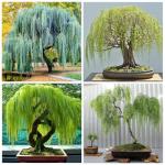 50+ Weeping Willow Bonsai Tree Seed-Cascading Bonsai with Lush Foliage-Low-Maintenance Ornamental Tree for Indoor Outdoor Display for Bonsai Hobbyists & Nature Enthusiasts.