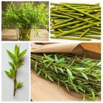 Hybrid Willow Tree Plants for Growing | Fast Privacy Hedge Row, Wind Block, Shade | Fast Growing - 12 Feet Per Year, Fast Growing Trees (10 Trees)