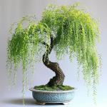50+ Weeping Willow Bonsai Tree Seed-Cascading Bonsai with Lush Foliage-Low-Maintenance Ornamental Tree for Indoor Outdoor Display for Bonsai Hobbyists & Nature Enthusiasts.
