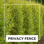 Hybrid Willow Tree Plants for Growing | Fast Privacy Hedge Row, Wind Block, Shade | Fast Growing - 12 Feet Per Year, Fast Growing Trees (10 Trees)