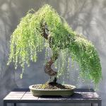 50+ Weeping Willow Bonsai Tree Seed-Cascading Bonsai with Lush Foliage-Low-Maintenance Ornamental Tree for Indoor Outdoor Display for Bonsai Hobbyists & Nature Enthusiasts.