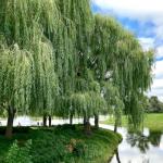 50+ Weeping Willow Bonsai Tree Seed-Cascading Bonsai with Lush Foliage-Low-Maintenance Ornamental Tree for Indoor Outdoor Display for Bonsai Hobbyists & Nature Enthusiasts.