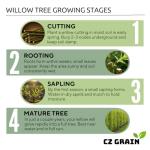 Hybrid Willow Tree Plants for Growing | Fast Privacy Hedge Row, Wind Block, Shade | Fast Growing - 12 Feet Per Year, Fast Growing Trees (10 Trees)