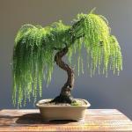 50+ Weeping Willow Bonsai Tree Seed-Cascading Bonsai with Lush Foliage-Low-Maintenance Ornamental Tree for Indoor Outdoor Display for Bonsai Hobbyists & Nature Enthusiasts.