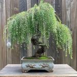 50+ Weeping Willow Bonsai Tree Seed-Cascading Bonsai with Lush Foliage-Low-Maintenance Ornamental Tree for Indoor Outdoor Display for Bonsai Hobbyists & Nature Enthusiasts.