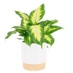 Dieffenbachia Indoor Plant - Easy Care Houseplant