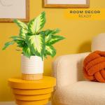 Dieffenbachia Indoor Plant - Easy Care Houseplant