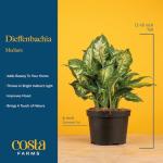 Dieffenbachia Indoor Plant - Easy Care Houseplant