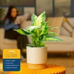 Dieffenbachia Indoor Plant - Easy Care Houseplant