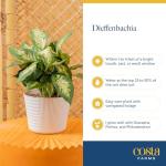 Dieffenbachia Indoor Plant - Easy Care Houseplant