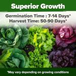 8 Lettuce & Salad Greens Seed Vault, Non-GMO