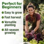 8 Lettuce & Salad Greens Seed Vault, Non-GMO