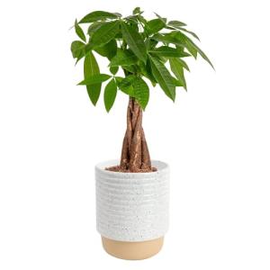 Costa Farms Money Tree in Ceramic Planter - 16