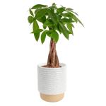 Costa Farms Money Tree in Ceramic Planter - 16