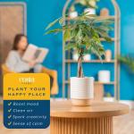 Costa Farms Money Tree in Ceramic Planter - 16