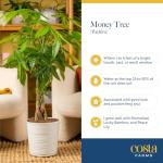 Costa Farms Money Tree in Ceramic Planter - 16