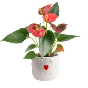Indoor Anthurium Plant in White Ceramic Planter
