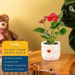 Indoor Anthurium Plant in White Ceramic Planter