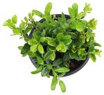 Burford Shrub (1G), Flowering Shrubs Privacy Trees for Planting, Live Plants in Planters for Outdoor Plants, Ilex Plant Live Plant Outdoor Garden Decor, Potted Plants Live Tree by Plants for Pets