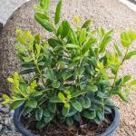 Burford Shrub (1G), Flowering Shrubs Privacy Trees for Planting, Live Plants in Planters for Outdoor Plants, Ilex Plant Live Plant Outdoor Garden Decor, Potted Plants Live Tree by Plants for Pets