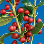 Burford Shrub (1G), Flowering Shrubs Privacy Trees for Planting, Live Plants in Planters for Outdoor Plants, Ilex Plant Live Plant Outdoor Garden Decor, Potted Plants Live Tree by Plants for Pets