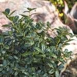 Burford Shrub (1G), Flowering Shrubs Privacy Trees for Planting, Live Plants in Planters for Outdoor Plants, Ilex Plant Live Plant Outdoor Garden Decor, Potted Plants Live Tree by Plants for Pets