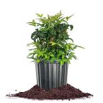 PERFECT PLANTS Firepower Nandina 1 Gal. Pot | Heavenly Bamboo | Low Maintenance | Eye Catching Green and Blush Pink Foliage