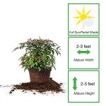 PERFECT PLANTS Firepower Nandina 1 Gal. Pot | Heavenly Bamboo | Low Maintenance | Eye Catching Green and Blush Pink Foliage