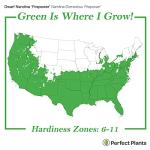 PERFECT PLANTS Firepower Nandina 1 Gal. Pot | Heavenly Bamboo | Low Maintenance | Eye Catching Green and Blush Pink Foliage