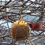 Backyard Expressions 3-Pack Metal Mesh Bird Feeders for Outdoors – Red, Blue & Yellow Squirrel-Resistant Hanging Feeders for Cardinals, Finches & Songbirds – Durable All-Weather Design