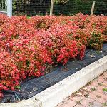 PERFECT PLANTS Firepower Nandina 1 Gal. Pot | Heavenly Bamboo | Low Maintenance | Eye Catching Green and Blush Pink Foliage