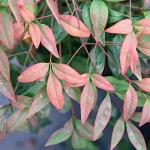 PERFECT PLANTS Firepower Nandina 1 Gal. Pot | Heavenly Bamboo | Low Maintenance | Eye Catching Green and Blush Pink Foliage
