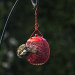 Backyard Expressions 3-Pack Metal Mesh Bird Feeders for Outdoors – Red, Blue & Yellow Squirrel-Resistant Hanging Feeders for Cardinals, Finches & Songbirds – Durable All-Weather Design