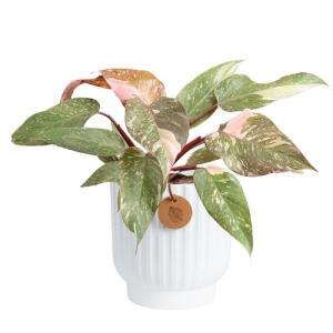 Pink Princess Philodendron - Rare Indoor Houseplant