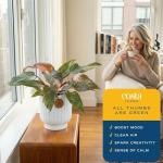 Pink Princess Philodendron - Rare Indoor Houseplant