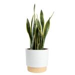 Costa Farms Live Snake Plant, Sansevieria, Easy Care House Plant in Premium Decor Pot, Houseplant in Potting Soil Mix, Succulent Plant Gift for Housewarming, Office and Home Decor, 2-3 Feet Tall