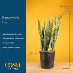 Costa Farms Live Snake Plant, Sansevieria, Easy Care House Plant in Premium Decor Pot, Houseplant in Potting Soil Mix, Succulent Plant Gift for Housewarming, Office and Home Decor, 2-3 Feet Tall